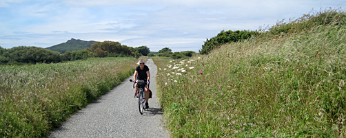 Pembrokeshire wetland common