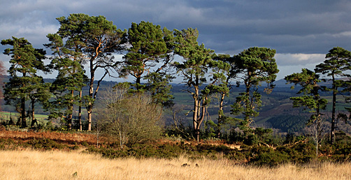 Trees in Mid Wales