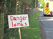 Danger Lambs, not Danger Mouse!