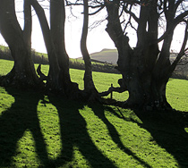 Silhouette trees in Wye Valley, Powys, Mid Wales, UK