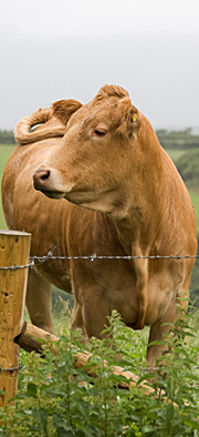 Cow