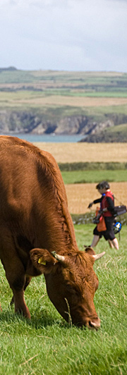 Cow