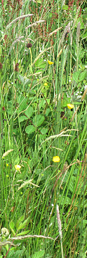 Grasses