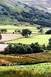 Fields in the Nantlle Valley, Snowdonia
