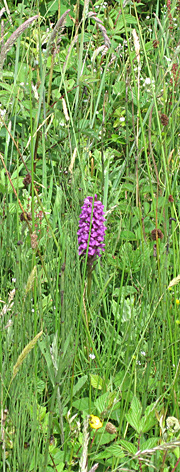Orchid