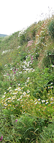 Coastal flowers