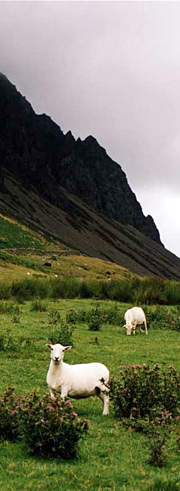 Sheep in Snowdonia