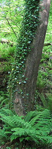Tree in the Forest of Dean
