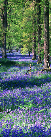 Bluebells in the Forest of Dean