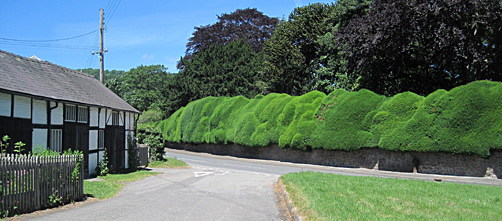 Brampton Bryan yew edge