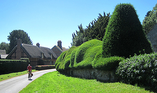 Brampton Bryan yew edge 2