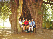 7 Cyclists sitting in yew tree at Much Marcle