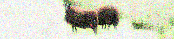 Sheep in Wales